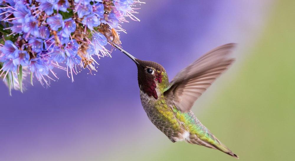 Attracting Hummingbirds to Your Garden - Ritchie Feed & Seed Inc.